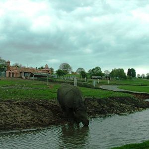 Indian Rhino Exhibit at West Mids, 05/05/12