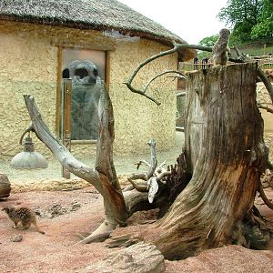 Meerkat Exhibit at West Mids, 05/05/12
