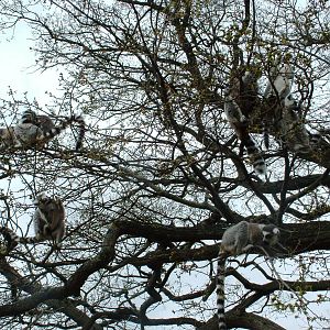 Lemur Walkthrough at West Mids, 05/05/12