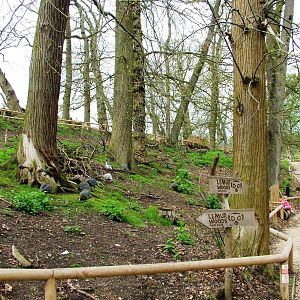 Lemur Walkthrough at West Mids, 05/05/12