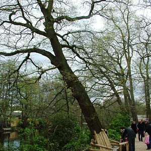 Lemur Walkthrough at West Mids, 05/05/12