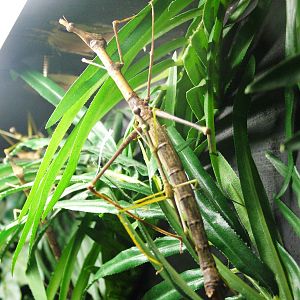 Horse-headed Grasshopper at West Mids, 05/05/12