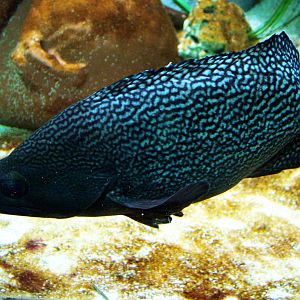 Black Grouper at West Mids, 05/05/12