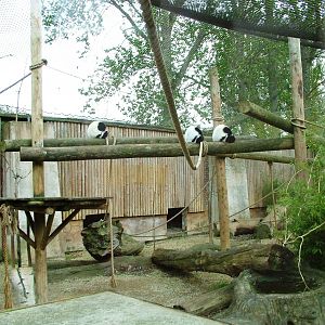 Ruffed Lemur Exhibit at West Mids, 05/05/12