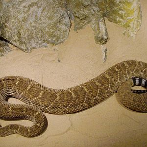 Western Diamondback Rattlesnake at West Mids, 05/05/12