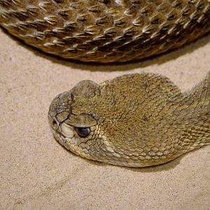 Western Diamondback Rattlesnake at West Mids, 05/05/12
