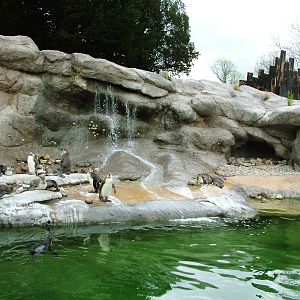 Penguin Exhibit at West Mids, 05/05/12