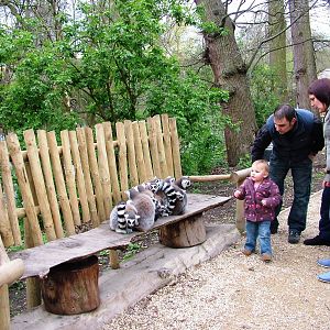 Lemur Walkthrough at West Mids, 05/05/12