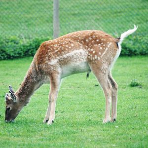 Persian Fallow Deer at West Mids, 05/05/12
