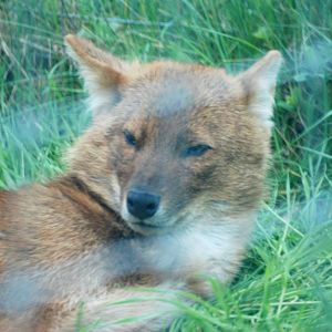 Chinese Dhole at West Mids, 05/05/12