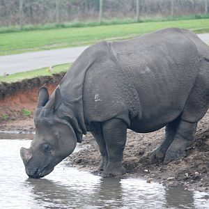 Indian Rhino at West Mids, 05/05/12