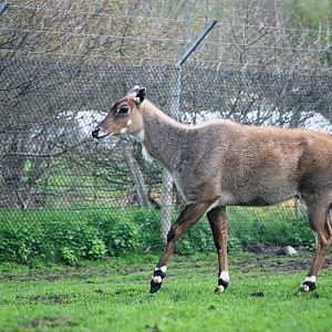 Nilgai at West Mids, 05/05/12