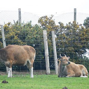 Banteng at West Mids, 05/05/12