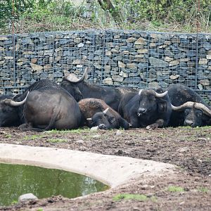 Cape Buffalo at West Mids, 05/05/12