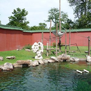 CHINA - White-Cheeked Gibbon/Small-Clawed Otter Exhibit