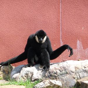 CHINA - White-Cheeked Gibbon