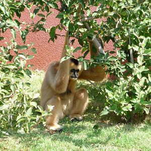 CHINA - White-Cheeked Gibbon