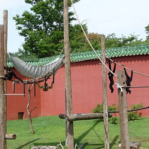 CHINA - 4 White-Cheeked Gibbons