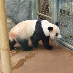 CHINA - Giant Panda