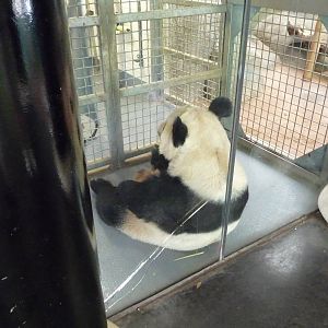 CHINA - Giant Panda Training Wall