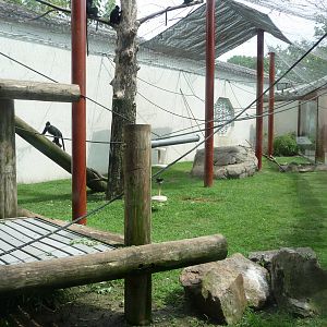 CHINA - Francois Langur Exhibit