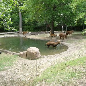 CHINA - Pere David's Deer/White-Naped Crane Exhibit