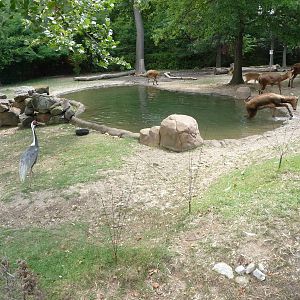 CHINA - Pere David's Deer/White-Naped Crane Exhibit