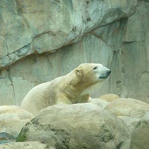 Northwest Passage - Polar Bear