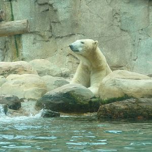 Northwest Passage - Polar Bear