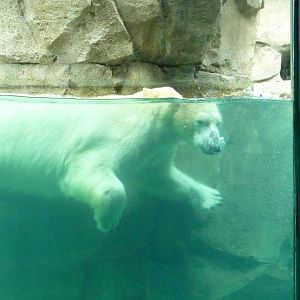 Northwest Passage - Polar Bear
