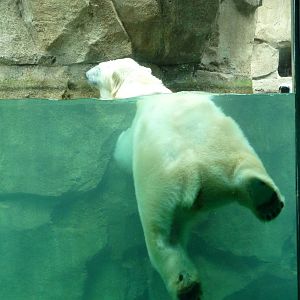 Northwest Passage - Polar Bear