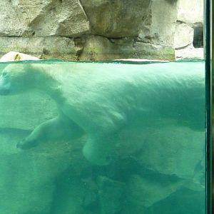 Northwest Passage - Polar Bear