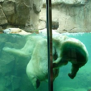 Northwest Passage - Polar Bears