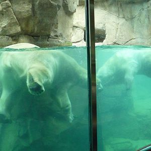 Northwest Passage - Polar Bears