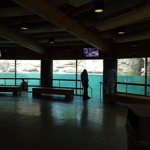 Northwest Passage - California Sea Lion Exhibit
