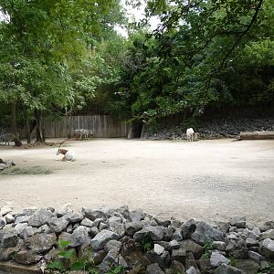 Scimitar-Horned Oryx/Zebra Exhibit