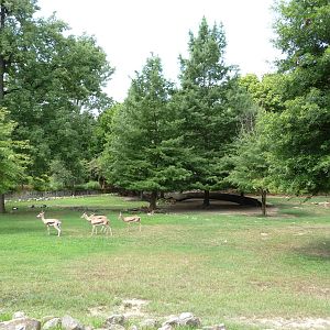 African Savanna (4 Species)