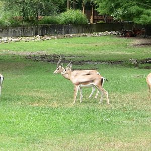 African Savanna (4 Species)