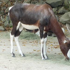 Bontebok