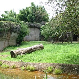 Lion Exhibit