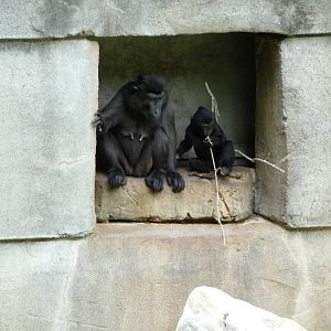 Primate Canyon - Sulawesi Macaques