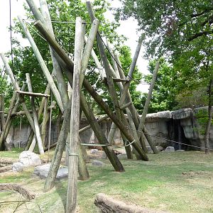 Primate Canyon - Orangutan/Siamang Exhibit