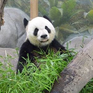 CHINA - Giant Panda