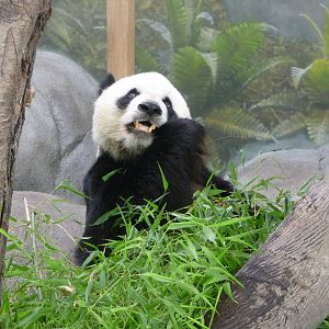 CHINA - Giant Panda