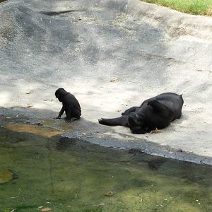 Primate Canyon - Sulawesi Macaques