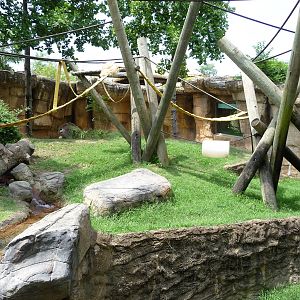 Primate Canyon - Gorilla Exhibit
