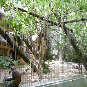 Primate Canyon - Wolf's Guenon Exhibit