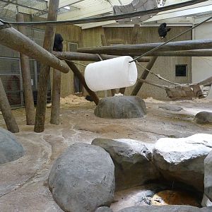 Bonobo Indoor Exhibit