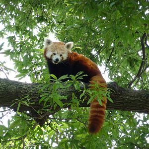 Red Panda