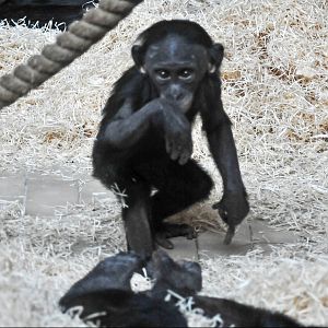 Bonobo Baby